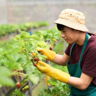 El Gobierno británico confirma 45.000 visados para trabajadores temporeros para 2025